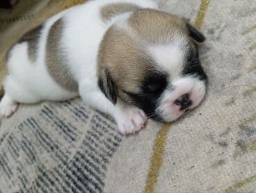 Бульдог, 1 месяц, Самец