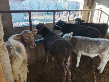 собака коли: Продаю | Музоо, торпок | На откорм | Привязанные — 3