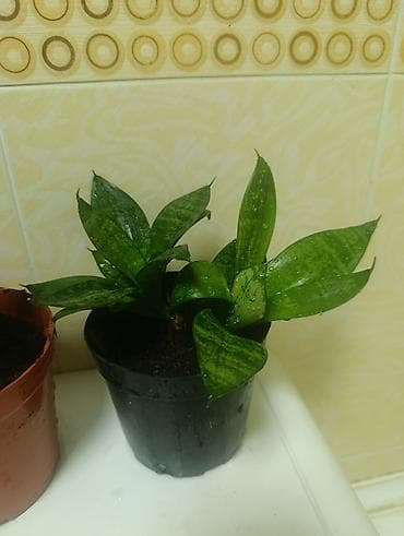 Дом и сад: Сансевиерия карликовая (Sansevieria ‘Hahnii’) в горшках. 3 шт-500 сом — 2