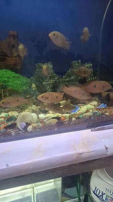 Аквариумы: Продаю аквариум вместе с рыбами — 6