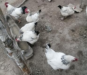 Аквариумдар: Сатам | Инкубацияланган жумурткалар — 3