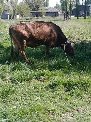 бойцовская собака: Продаю | Корова (самка) | Для разведения | Привязанные — 3