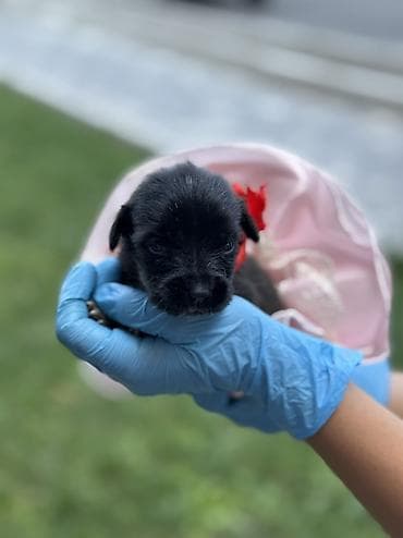 собака домик: СРОЧНО ИЩЕМ ДОМ ДЛЯ ЩЕНКОВ 🐾 Этих малышей выбросили в завязанном — 2