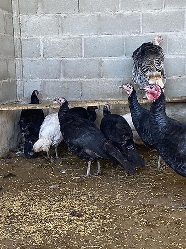 черепахи живые: Продаю | Индюк (самец), Индюшата | Полукровка, Черный принц | На забой, Для разведения | Племенные — 5