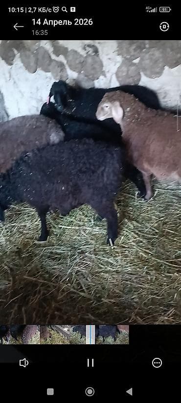 рыба мальки: Продаю | Ягненок | Для разведения — 1