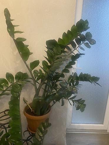 куплю деревья: Комнатные растения в горшках 1) Юкка (Yucca) в пластиковом кашпо: - — 3