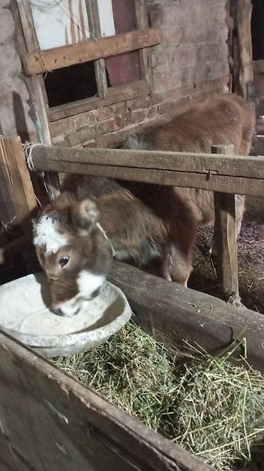 бигль собака: Продаю | Тёлка — 1