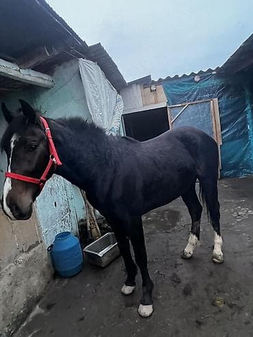 Кемирүүчүлөр: Сатам | Жылкы (эркек) | Жумушка | Жасалма жол менен боозутуу — 3