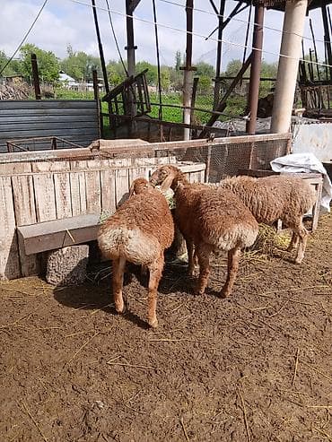 Продаю | Ягненок | Арашан | Для разведения | Племенные