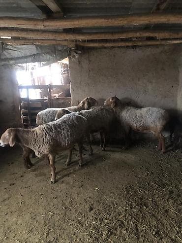 матки котные: Продаю | Овца (самка) | Для разведения | Матка, Ягнившаяся — 2