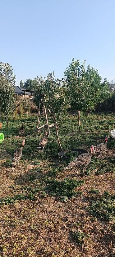 сколько стоят индюки: Продаю | Индюшата | Полукровка | Для разведения — 4