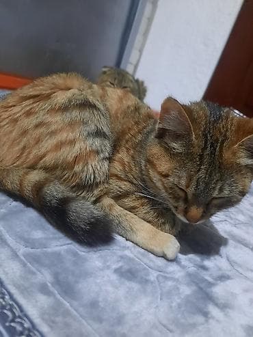 арашан ко: Мышык бекер берилет: Породасыз, 3 айлык, Ургаачы, Лотокко барууга үйрөтүлгөн — 1