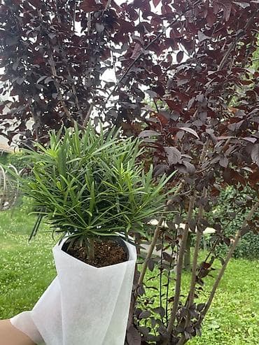 Подока́рп, или Ногоплодник — род хвойных растений семейства