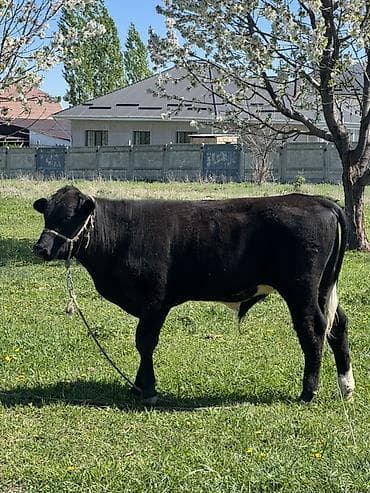 охотничие собаки: Продаю | Бык (самец) | Ангус | Племенные — 1