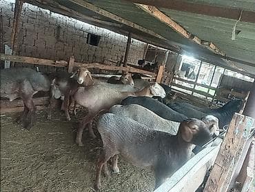 big 6: Продаю | Овца (самка) | Для разведения | Матка — 2