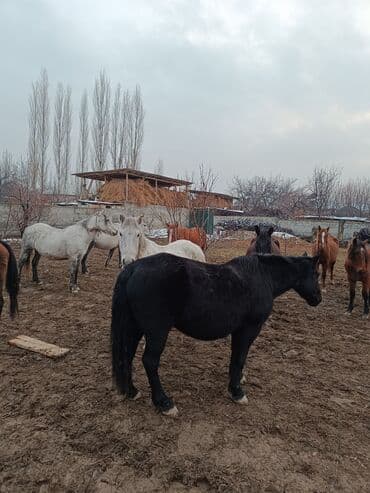 Продаю | Кобыла (самка) | Полукровка | Для разведения