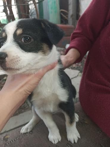 британская золотая шиншилла: Собака даром: Дворняжка, 2 месяца, Самка, С прививкой — 1