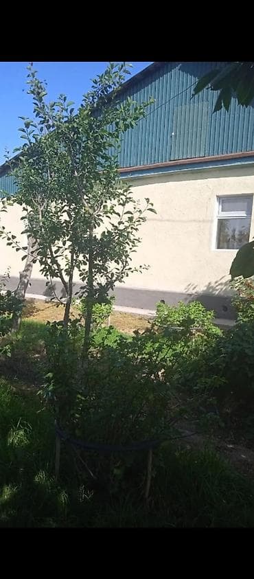дома киргизия 1: 65 м², 3 комнаты, Без подселения — 1