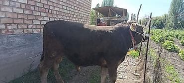монбельярд цена: Продаю | Бык (самец) | На откорм | Осеменитель — 2