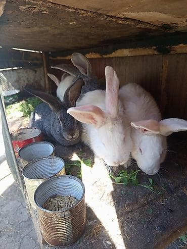 углекислого газа: Болт оцинкованный шайба гайка — 7