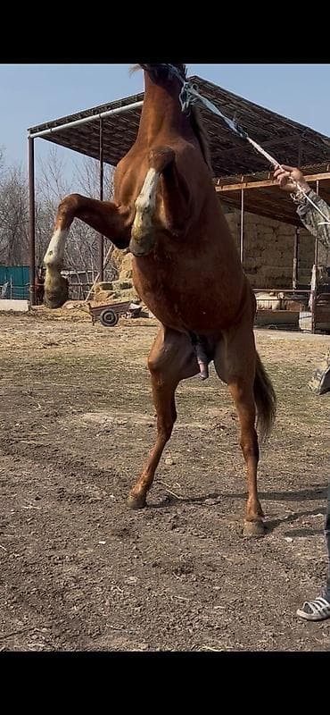 аренда лошади: Продаю | Конь (самец) | Английская | Конный спорт | Племенные — 5