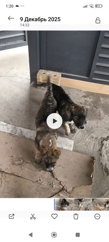 купить щенка кане корсо: Собака даром: Дворняжка, 3 месяца, Самец — 3