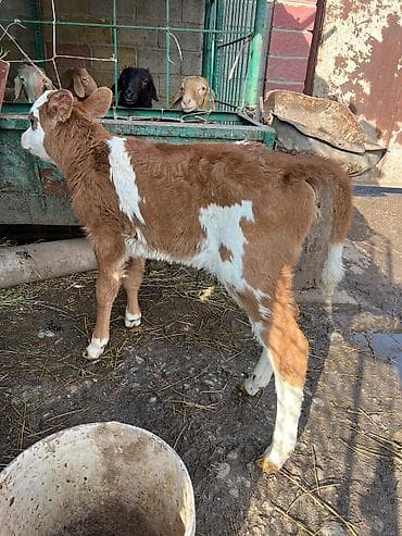 бычок лимузин: Продаю | Тёлка | На откорм | Племенные — 3