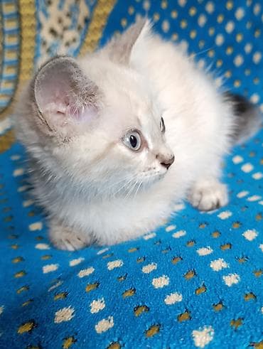 Мышыктар: 1 айлык, Ургаачы, Күмүш өңдүү шиншилла, Лотокко барууга үйрөтүлгөн — 4