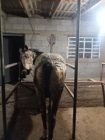 Другие животные: Продаю | Конь (самец) | Полукровка | Рабочий — 3