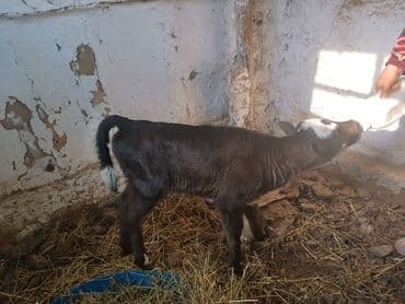 Продаю | Музоо, торпок | На откорм | Искусственник