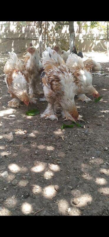 купить несушек курей: Продаю петухов Брама Окрас Белое золото возраст 6 месяцев — 2