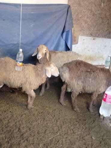 баран купить: Продаю | Баран (самец) | Полукровка — 6