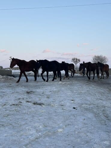 Паркет: Сатам | Бээ (ургаачы) | Аргын | Көбөйтүү үчүн | Асыл тукумдуу — 1