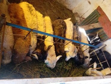 Продаю | Коза (самка), Козлёнок | На забой, Для разведения