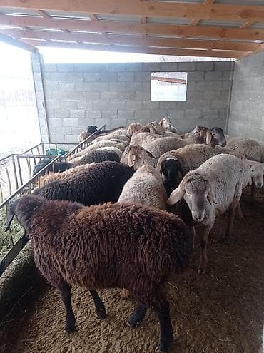 Ветеринар кызматы: Сатам | Ургаачы кой (ургаачы) | Көбөйтүү үчүн | Ургаачы — 6