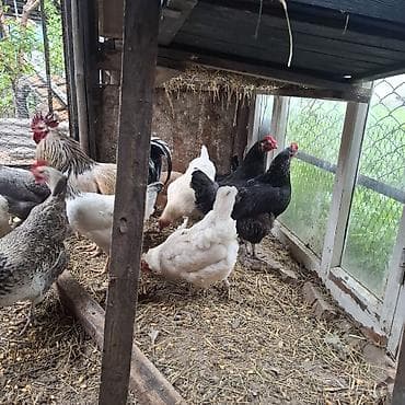 продаю инкубатор: Продаю | Куры | Домашняя | Для разведения, Несушки — 3