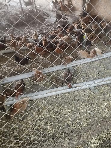 А/ч жаныбарлары үчүн тоюттар: Продаются цыплята возраст один месяц. разные породы для разведения — 5