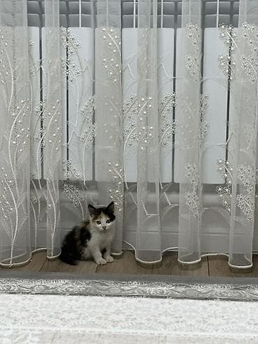 1 мальчик 2 котенка оригинал: 1 месяц, Девочка, Приучена к лотку — 2