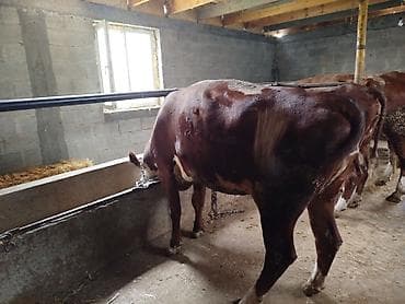 я ищу карова: Продаю | Корова (самка) | Герефорд — 1