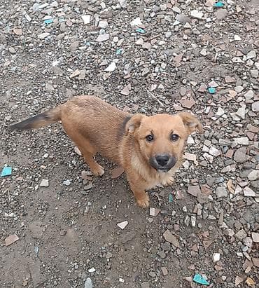 Собака даром: Бельгийская овчарка, 5 месяцев, Самка at lalafo.kg Собака даром: Бельгийская овчарка, 5 месяцев, Самка