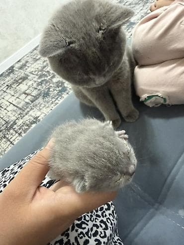 котята рэгдолл: Шотландские котята, окрас голубой (серый). На фото — помет из трёх — 1