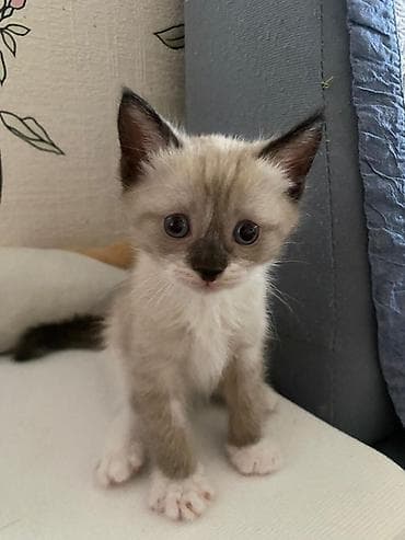 Котята Тайские,3 мальчика и 1 девочка. На последней фотке мама котят