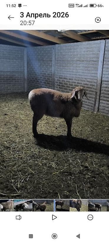 Продаю | Баран (самец) | Для разведения at lalafo.kg Продаю | Баран (самец) | Для разведения