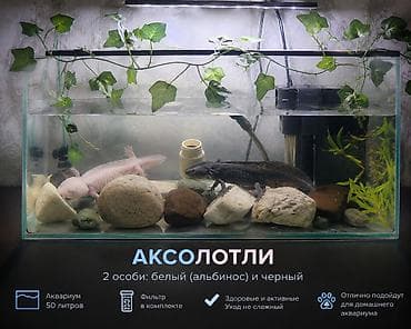 купить аксолотль: Продаю аквариум с аксолотлями, в связи с переездом, два асолотля — 1