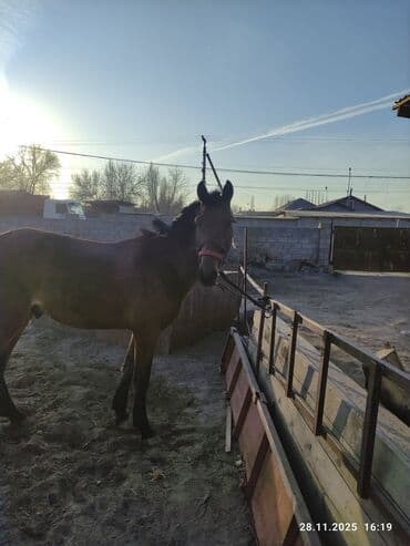 Продаю | Жеребец | Рабочий at lalafo.kg Продаю | Жеребец | Рабочий