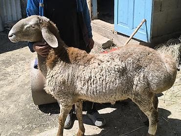 гигант кролик: Продаю | Баран (самец) | Арашан | Для разведения — 3