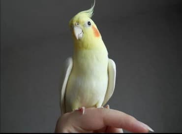 Молодые кареллы для обучения разговору