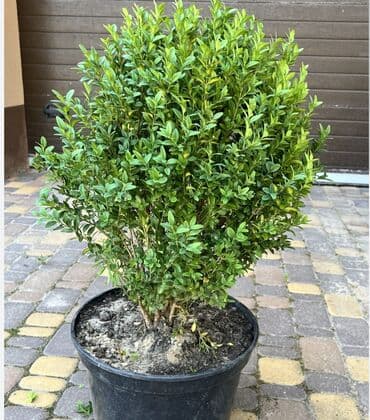 садовый дом: Рассада деревьев — 1