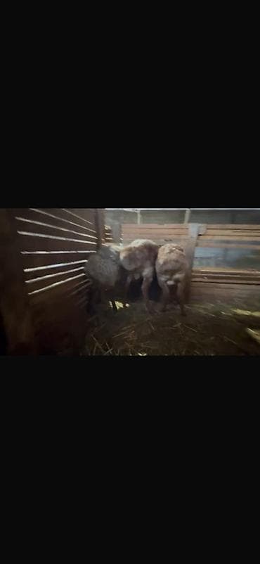 ош иттер: Сатам | Козу, Кочкор (эркек) | Көбөйтүү үчүн | Жасалма жол менен боозутуу — 2