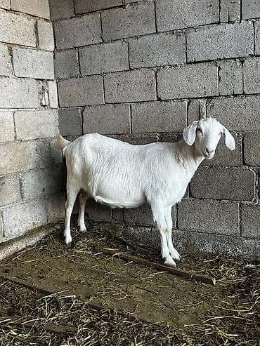 дойные козлы: Продаю | Коза (самка) | Нубийская | Для молока — 2